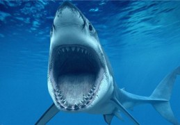夢見鯊魚是什麼意思？夢境預示什麼