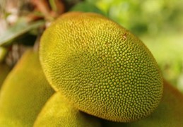 夢見菠蘿蜜是什麼意思：25種場景與解釋