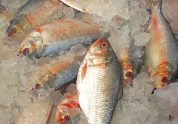 夢見收到魚禮物的 9 個夢境解釋：夢見送魚給某人 、夢見市場裡的魚