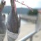 夢見鱈魚預兆著什麼？夢境解釋和幸運數位