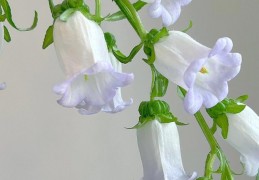 13 個風鈴草夢境解析：夢見吃風鈴草、夢見挖風鈴草、夢見風鈴草