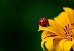 夢見甲蟲是什麼意思？夢境預示什麼