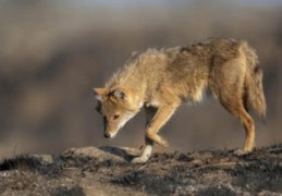 夢見被狼追逐的 9 個夢境解釋：夢見狼闖入你家、夢見養狼