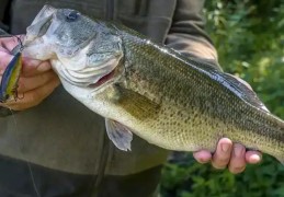 夢見用手捕魚的 16 個夢境解釋：夢見捕獲大量小魚、夢見捕獲新鮮魚