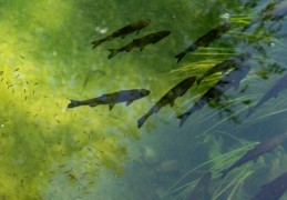 夢見鯉魚在池塘裡游泳：14 個意義和象徵