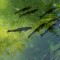 夢見鯉魚在池塘裡游泳：14 個意義和象徵