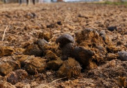 夢見大便的 9 個夢境解釋：夢見衣服上有大便、夢見看到大便