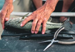 夢見切魚的 9 個夢境解釋：夢見吃魚 、夢見魚跳躍