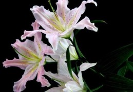 夢見百合花的 14 個夢境解釋：夢見看到百合花 、夢見送百合花給別人