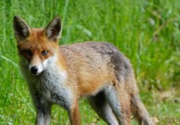 夢見殺狐狸的 9 個夢境解釋：夢見被狐狸咬傷、夢見狐狸變身