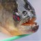 夢見食人魚的含義？夢境預示什麼