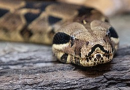 夢見被蟒蛇追逐：6 個意義和象徵