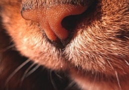 夢見鼻毛很長的 9 個夢境解釋：夢見鼻毛裡有異物、夢見鼻毛流血