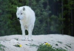 夢見白狼的 9 個夢境解釋：夢見一群白狼、夢見一隻白狼幼崽