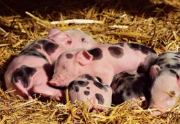 夢見生下小豬的 11 個夢境解釋：夢見小豬出生時哭泣、 夢見生下一隻黑豬仔