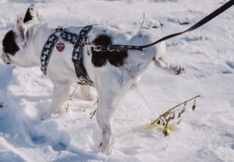 ​夢見狗狗撒尿的 9 個夢境解釋：夢見狗在小孩面前尿尿 、夢見一隻狗聞他的尿