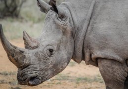 夢見犀牛的含義 ：47種場景與解釋