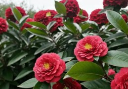 夢見山茶花的 9 個夢境解釋：夢見採摘山茶花、夢見種山茶花樹