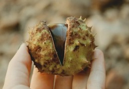 夢見吃栗子的 18 個夢境解釋：夢見偷栗子、夢見扔栗子吃掉