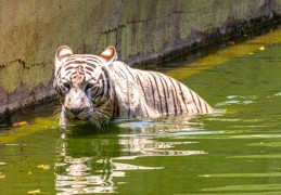 夢見被老虎吃掉的 10 個夢境解釋：夢見與老虎對視、夢見老虎籠中
