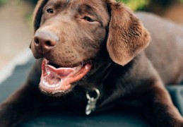 夢見被狗咬的 9 個夢境解釋：夢見一隻白狗接近 、夢見狗吠叫