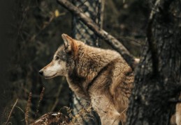 夢見被狼咬傷的 9 個夢境解釋：夢見照顧狼崽、夢見聽到狼嚎