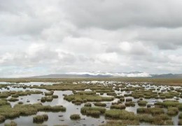 夢見沼澤、泥潭、陷入沼澤地是什麼意思？夢境預示什麼