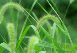 12 種小草夢境解讀：夢見給某人小草、夢見買到小草