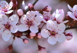 夢見梅花的 9 個夢境解釋：夢見梅花飄落、夢見聞梅花香
