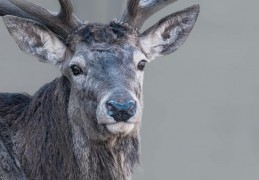 夢見駝鹿 ：48種場景與解釋
