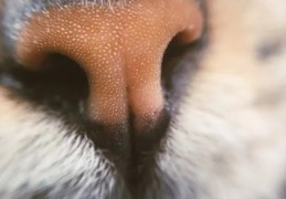 夢見鼻毛的 9 個夢境解釋：夢見鼻毛不斷生長、夢見鼻毛裡有異物