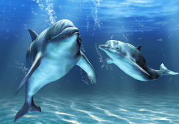 夢見海豚是什麼意思？夢境預示什麼