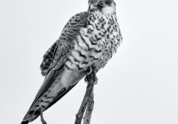 夢見獵鷹 ：32種場景與解釋