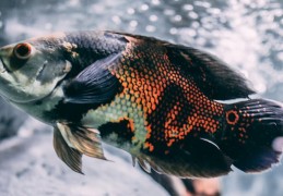 夢見魚的 8 個夢境解釋：夢見釣魚、夢見分發魚