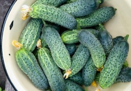 夢見吃小黃瓜的 9 個夢境解釋：夢見撒鹽在小黃瓜上 、 夢見吃爛黃瓜