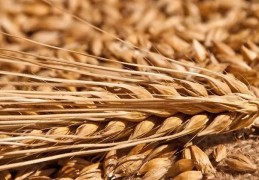 夢見大麥是什麼意思？夢境預示什麼