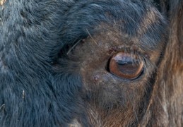 夢見獨眼牛 ：10 個意義和象徵