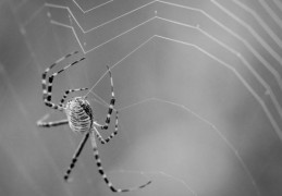 夢見蜘蛛 ：47種場景與解釋