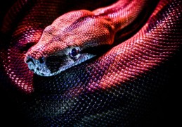 夢見蛇的出現的 9 個夢境解釋：夢見蛇咬人、夢見一條大蛇