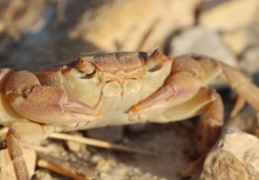 夢見吃螃蟹的 9 個夢境解釋：夢見螃蟹咬人、夢見花蟹