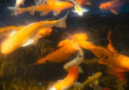 夢見金魚死亡：9 個意義和象徵