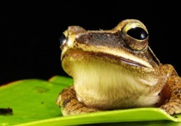 夢見大型青蛙：6 個意義和象徵