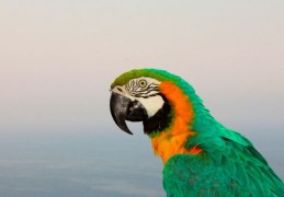 夢見鸚鵡 ：33種場景與解釋