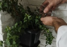 夢見藤壺是什麼意思？意義和象徵、心理狀態、情境解讀