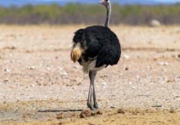 夢見鴕鳥 ：50種場景與解釋