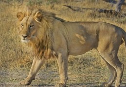 夢見獅子的 21 個夢境解釋：夢見馴服獅子、夢見面對獅子
