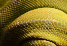 夢見黃蛇：25種場景與解釋