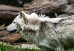 夢見狼逃跑的 9 個夢境解釋：夢見避狼、夢見抓到一隻狼