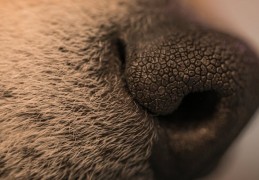 夢見拔鼻毛的 10 個夢境解釋：夢見鼻毛裡卡著異物、夢見刮鼻毛