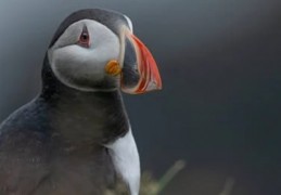 夢見一隻鳥的 8 個夢境解釋：夢見飛鳥、夢見死鳥